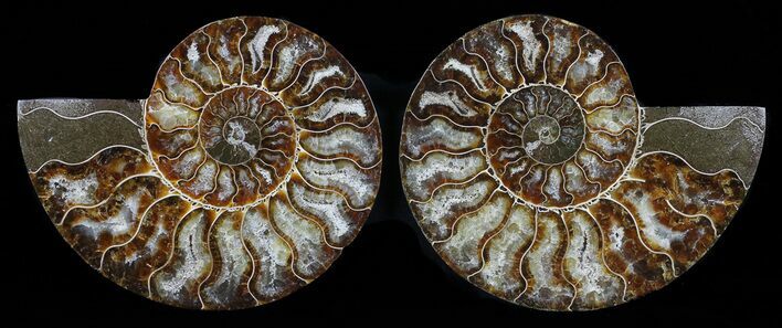 Cut & Polished Ammonite Fossil - Agatized #58706